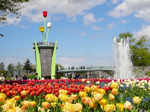 【名古屋発】国内最大級350万本が咲き誇る!となみチューリップフェア&地産地消の富山おもてなし弁当1